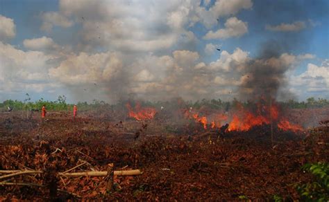 Apa peran masyarakat dalam menanggulangi kebakaran hutan?